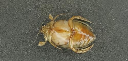 Eretes griseus